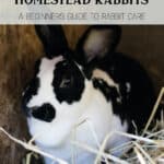 Rabbit Care Basics for the Beginner