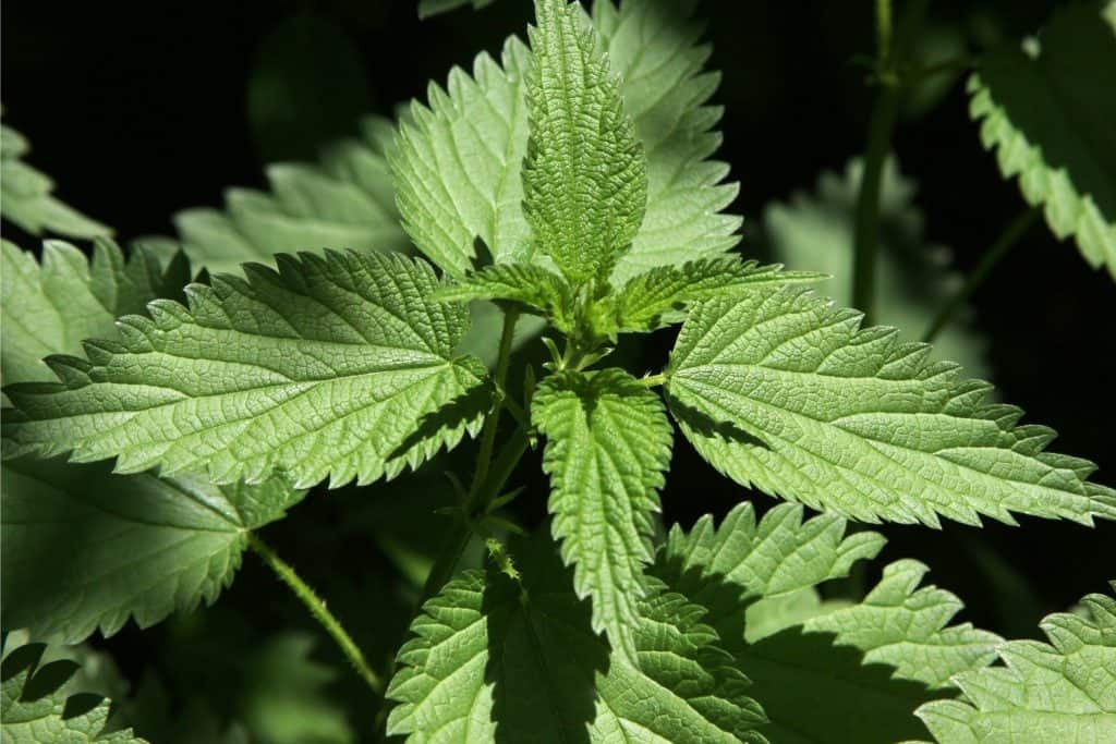 Stinging Nettle herbs to forage in spring