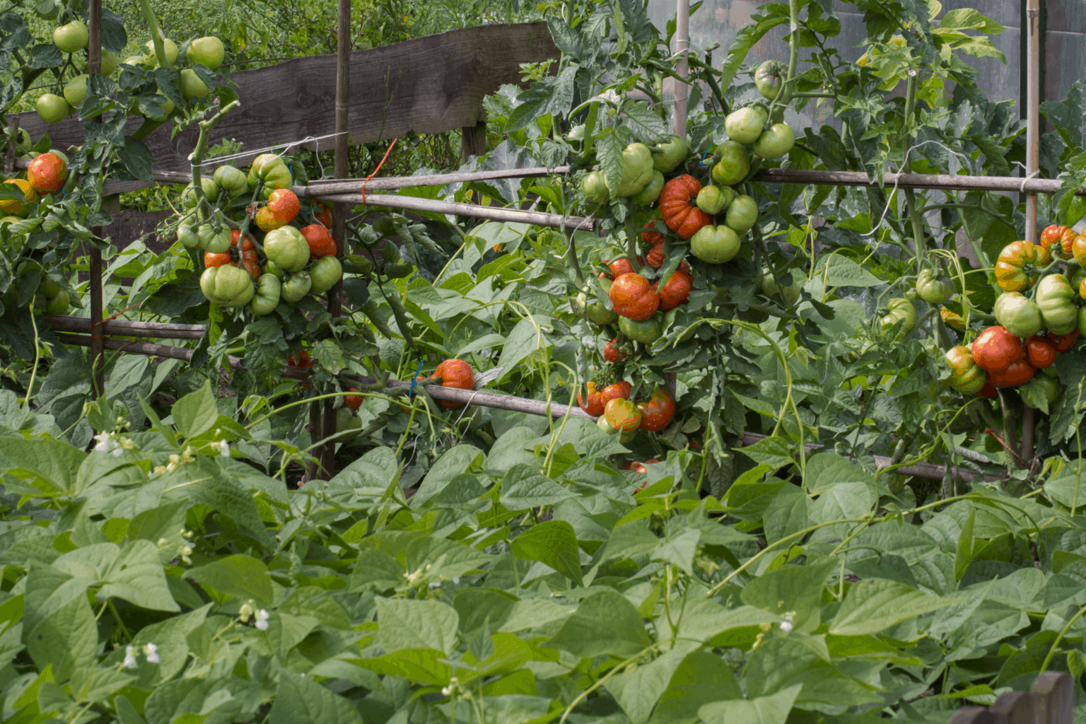 Improving tomato plants through companion planting - AgriLife Today