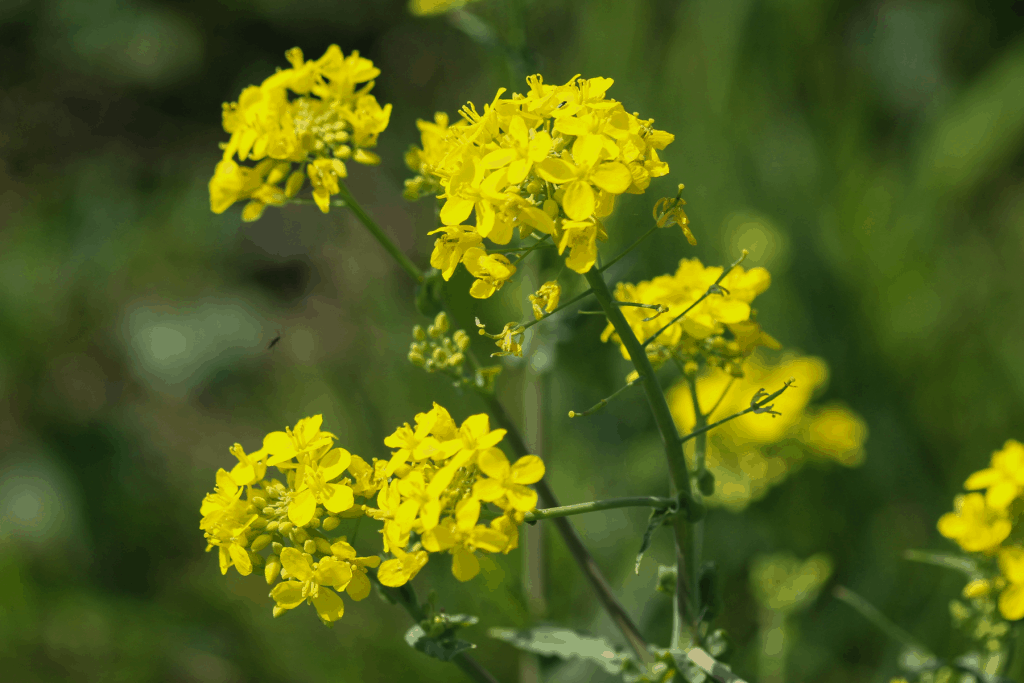 weeder with yellow flowers, yellow rocket cress, edible medicinal