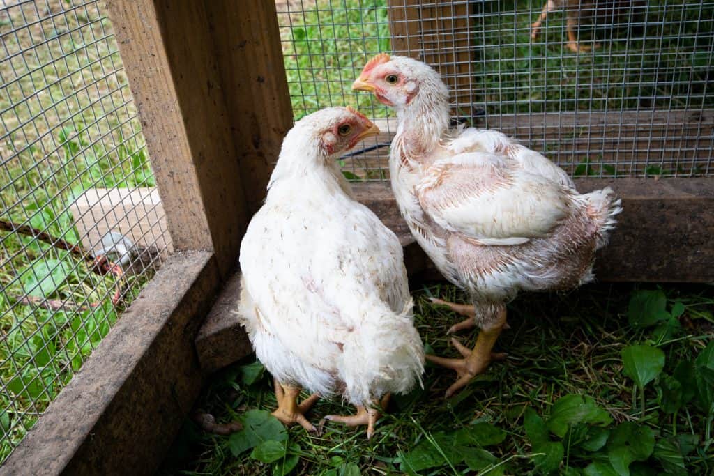 Cornish cross broiler chicken breeds