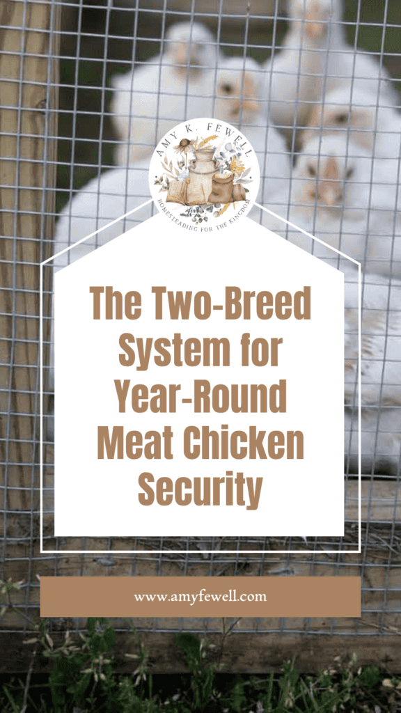 The Two-Breed System for Year-Round Meat Chicken Breeding and Security