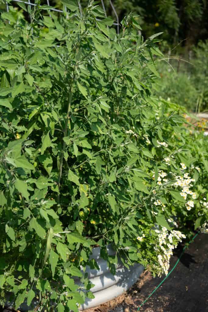 The Medicinal and Nutritional Benefits of Lambs Quarters (Chenopodium album) -- lambs quarters in a raised bed