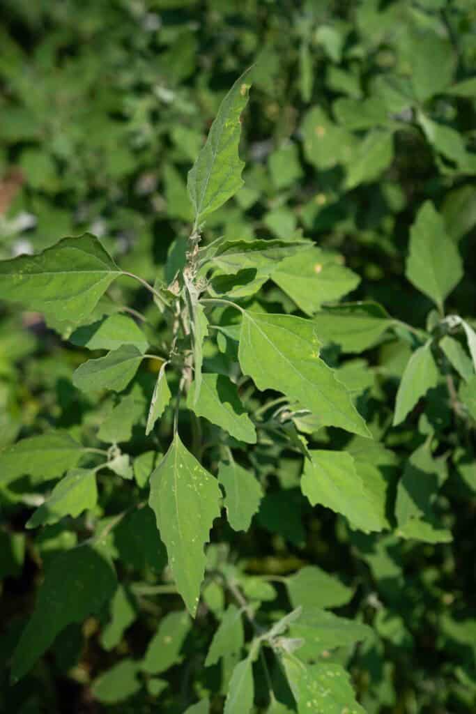 The Medicinal and Nutritional Benefits of Lambs Quarters (Chenopodium album)